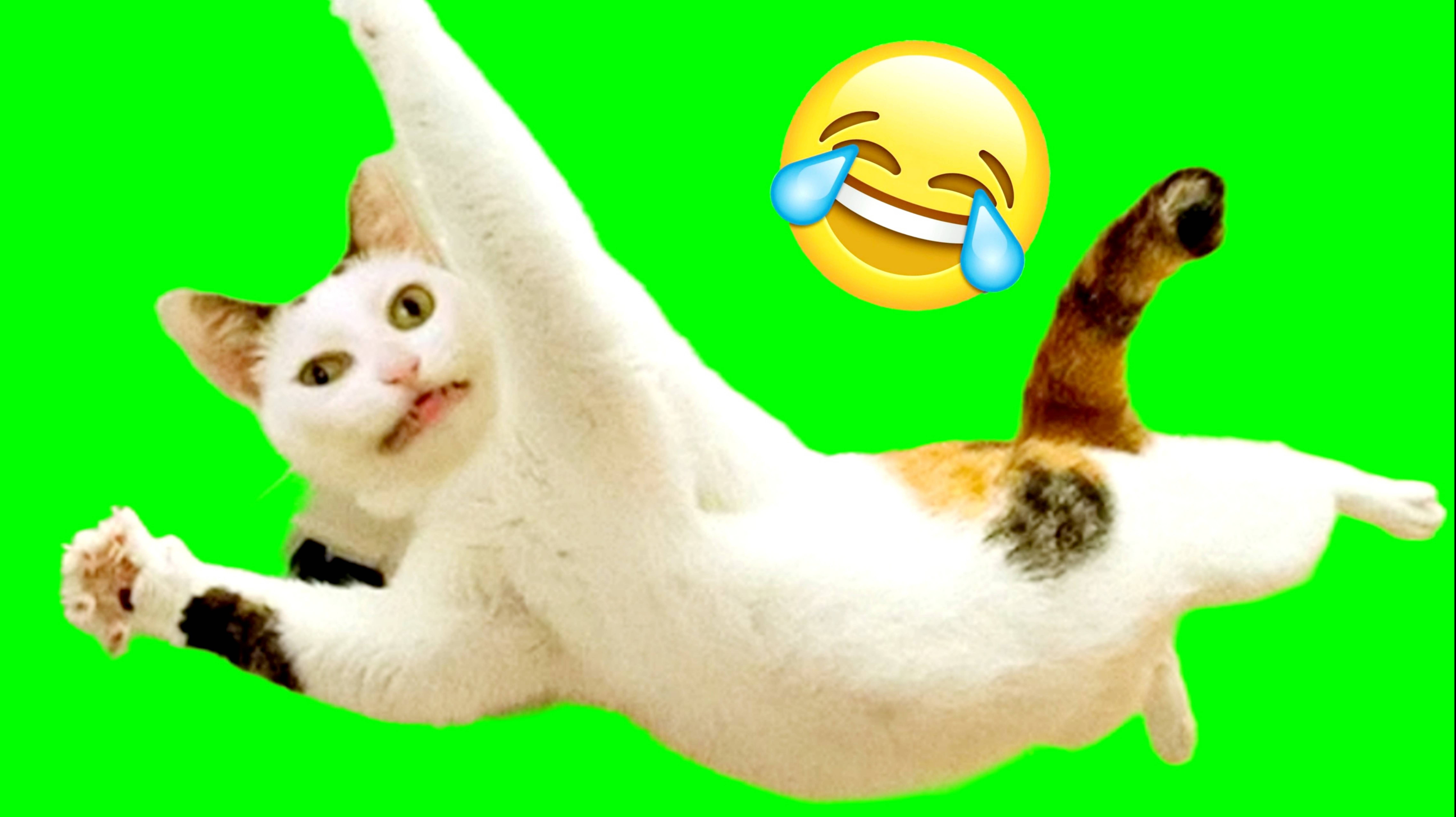 ПРИКОЛЫ С КОТАМИ😹 СМЕШНЫЕ КОТЫ И СОБАКИ🐶😹 СМЕШНОЕ ВИДЕО С ЖИВОТНЫМИ, ЮМОР #18