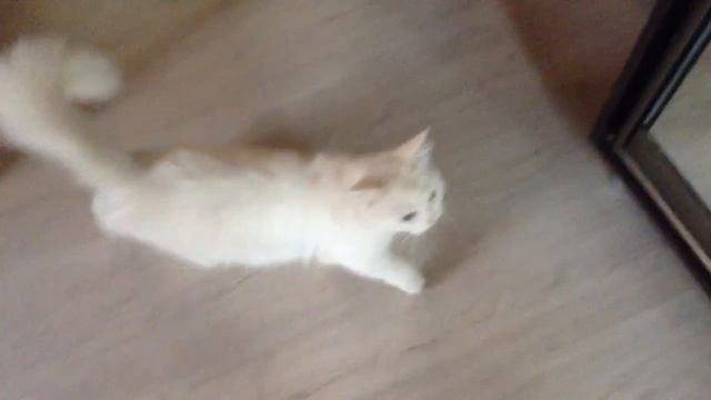 кошачьи игры