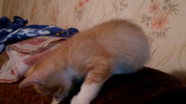 Любопытные котята и ... веник