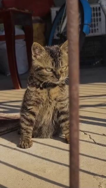 🐈⬛ Котя