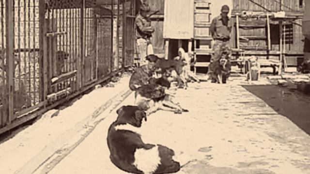 Ушки и лапки — всё в пордке. 1-й выпуск