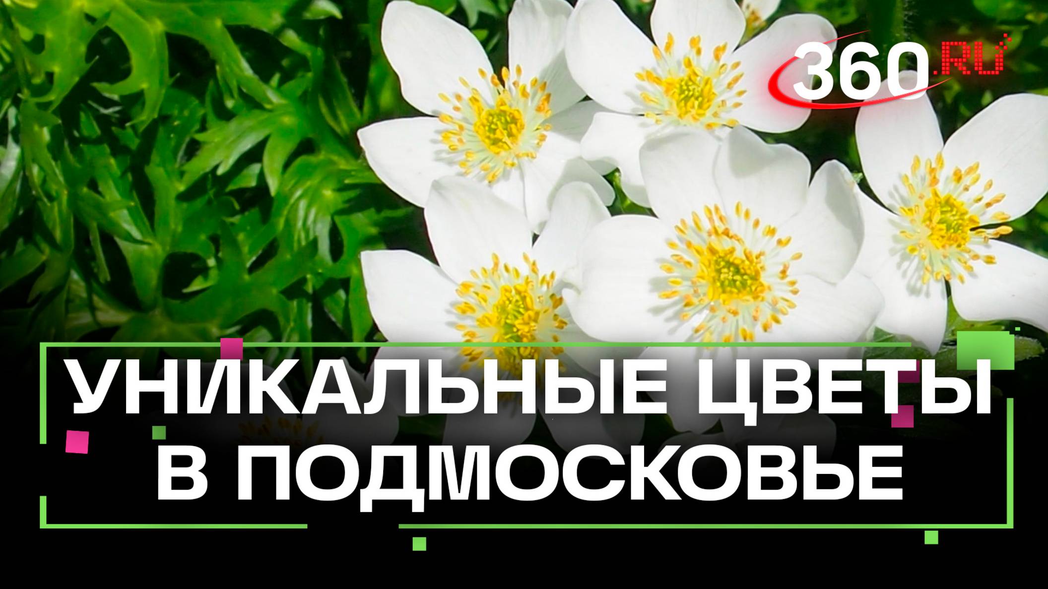 Краснокнижные ветреницы расцвели в Пущино