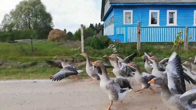 Гуси,гуси.....га га га......