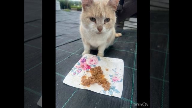 Кошечка выживает с котятами на улице