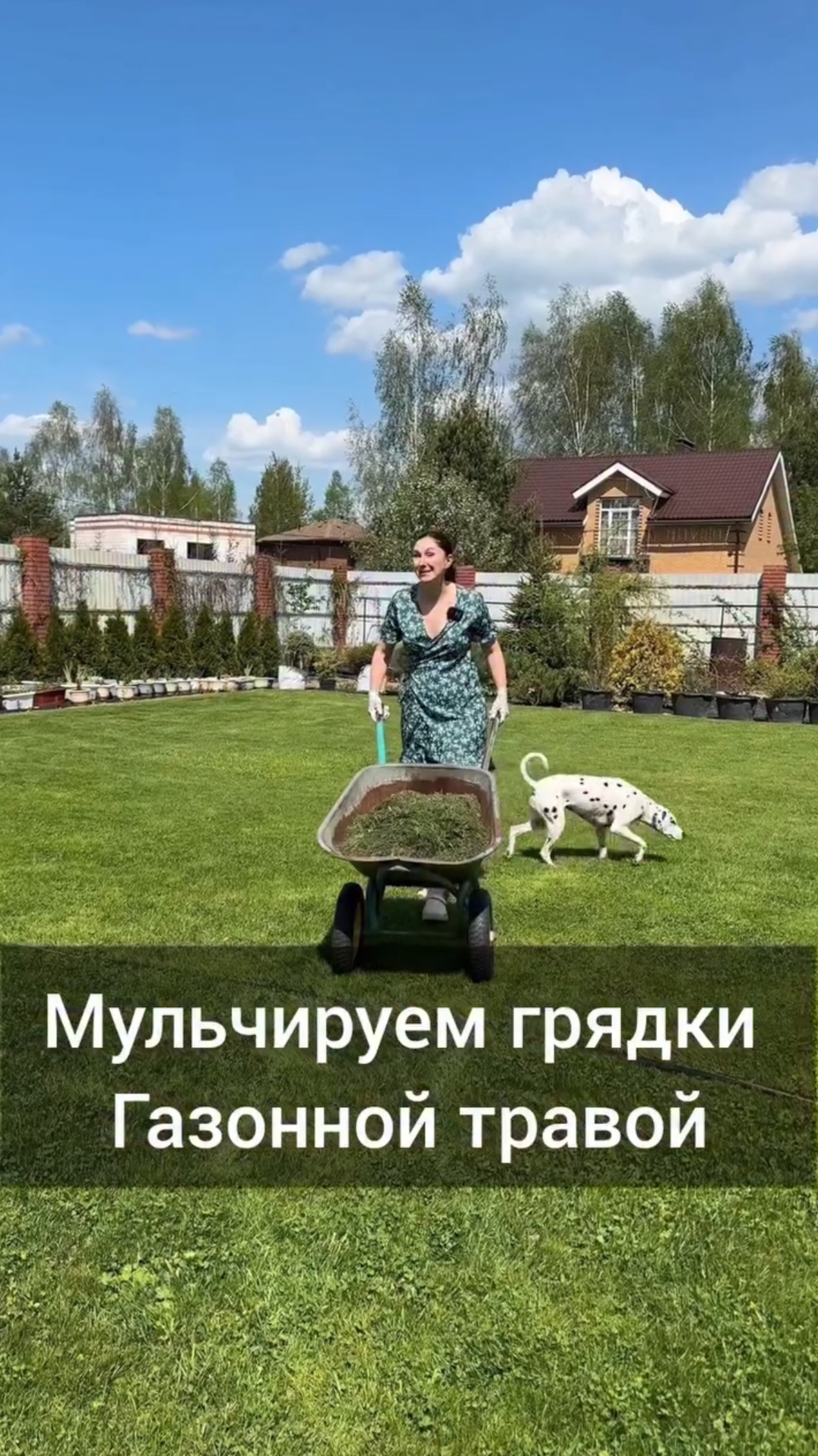 Мульчируем грядки газонной травой