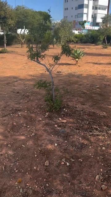 В Европе все убирают за своей собакой