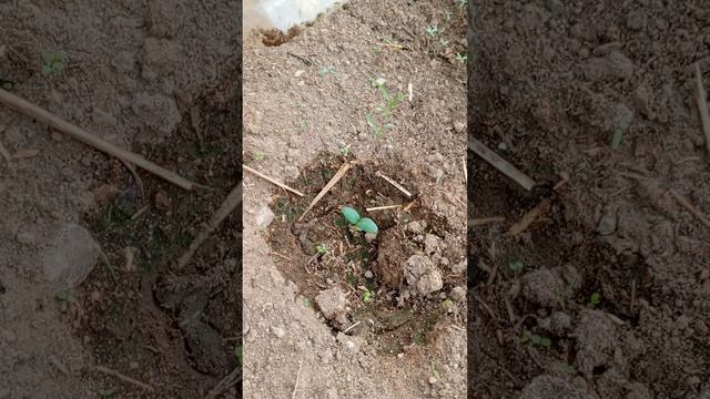 Огурцы, 🥒 показываю как взошли семена