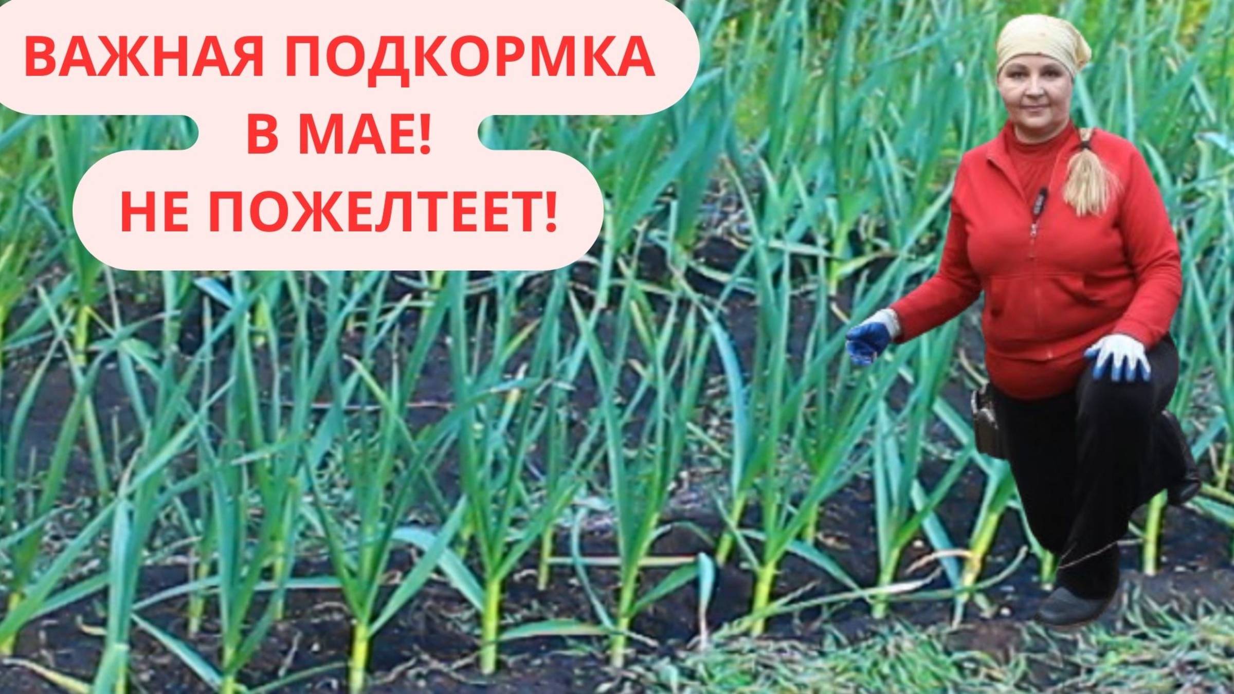 🌱 «Спасаем чеснок от желтизны! Простые советы садовода!»