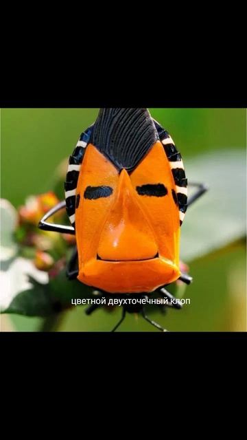 насекомые название