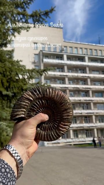 Аммониты