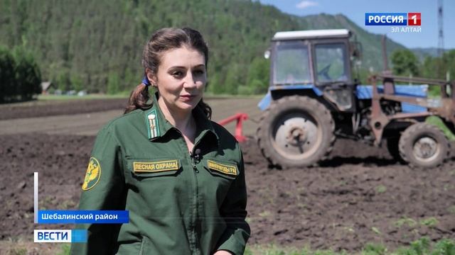 Шебалинском питомнике посеяли порядка тонны семян сосны сибирской кедровой