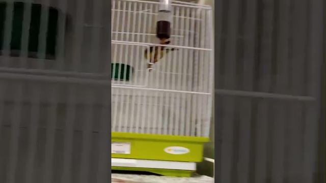kenar.mp4