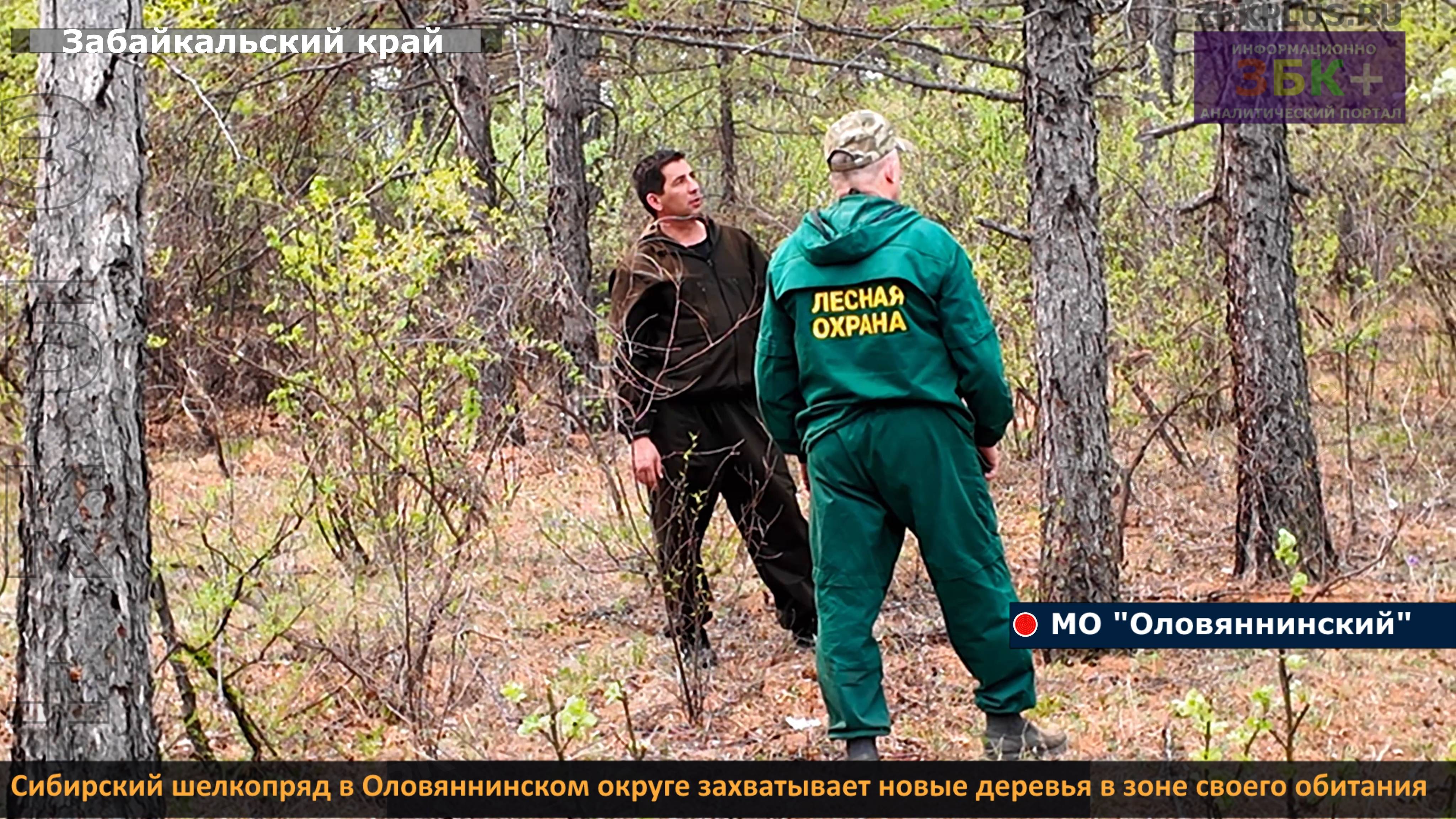 ЗБК + Сибирский шелкопряд в Оловяннинском округе захватывает новые деревья в зоне своего обитания