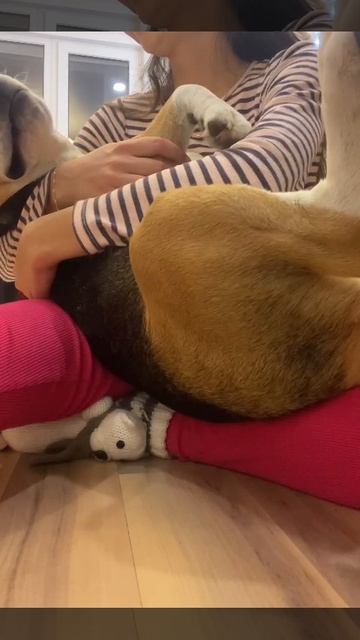 Джой любитель  засыпать на руках🐶🥱😴