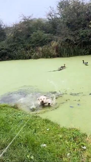 TikVideo.App_7423817501958415891