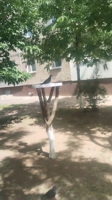 Кто-то украл домик у птичек види кормушки