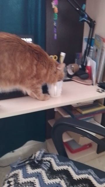 мой котик