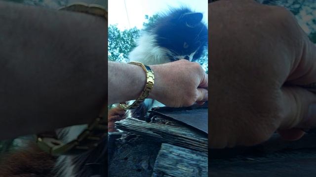 Рыжик и кот .Любитель природы