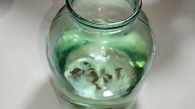 Квас Житний С Изюмом!!! Без Дрожжей!!!