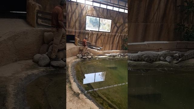 Крокодилы, Испания, Путешествия, Кокодриллы, Cocodrilles, 20240405