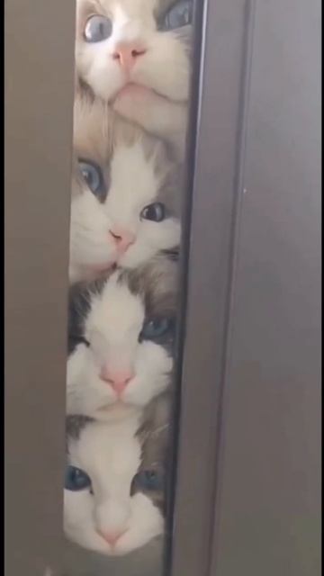 Милые наблюдатели🥰