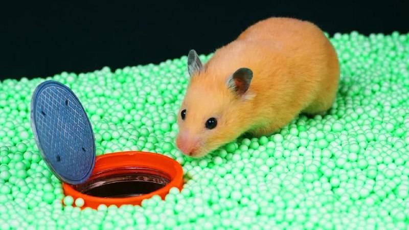 🐹Умнейший Хомячок сбегает из запутанных Лабиринтов! Приключения Хомячка Хомы для детей