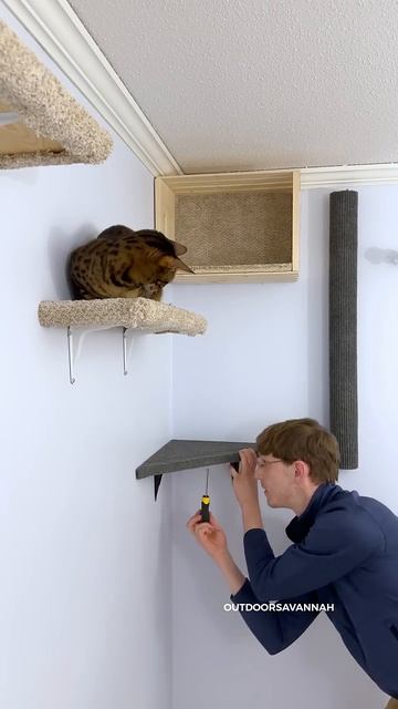 I Built A Cat Wall Playground