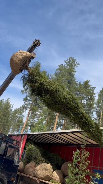 Озеленение бывает и таким🌲

#дизайнград