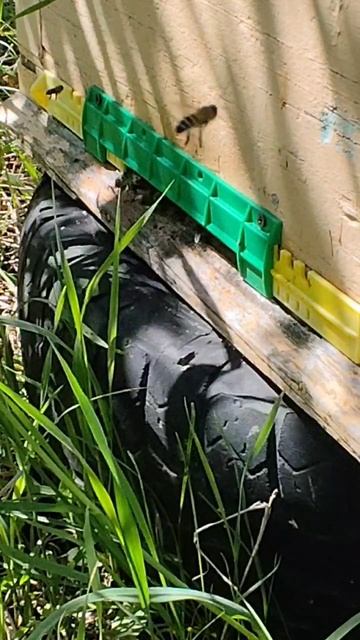 разведка пустого улья пчелами