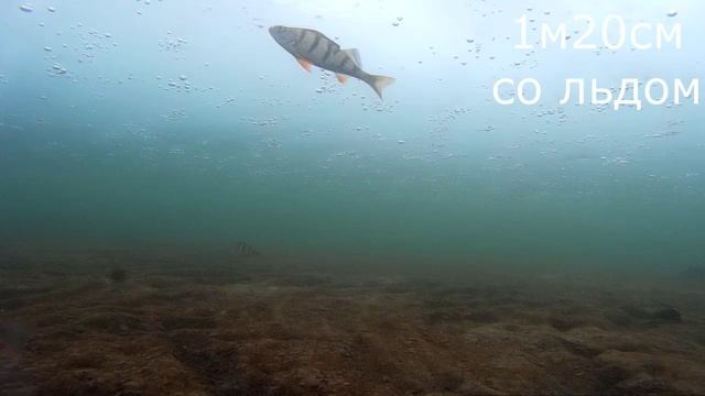 Подводное видео. 31 марта 2017 года.