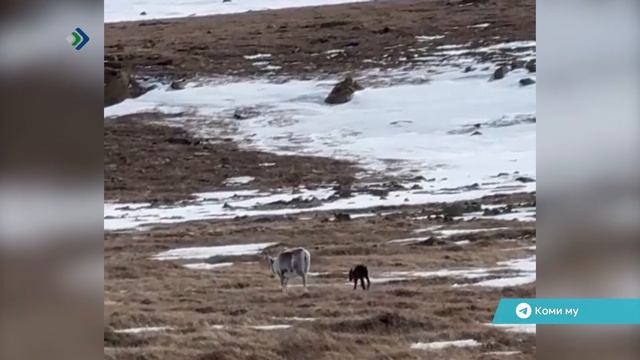 Трогательное видео с недавно родившимся оленёнком расходятся по социальным сетям и мессенджерам