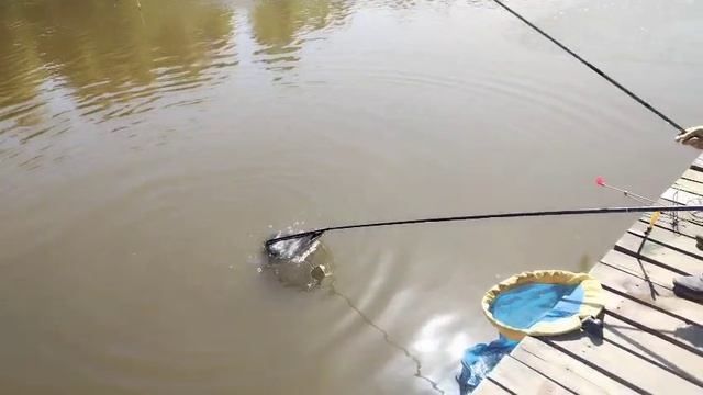 Снова Карпуша