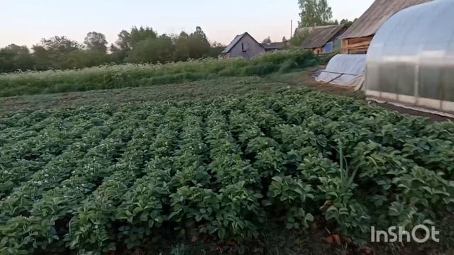 Раннее утро в деревне.