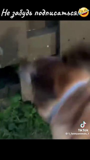 1000098992.mp4