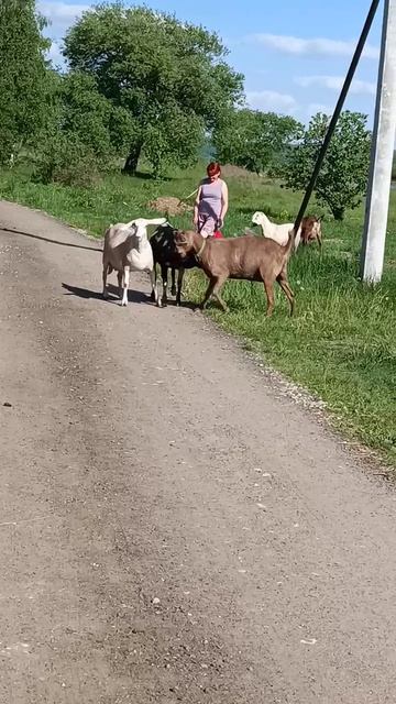 Прелесть ушастая бодастая - чудо-козы!