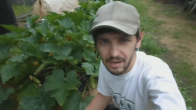 ЭФФЕКТИВНЫЕ СОВЕТЫ ПО ВЫРАЩИВАНИЮ КАБАЧКОВ НА КОМПОСТНЫХ КУЧАХ