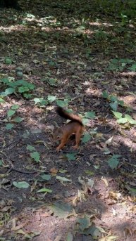 Белочка-малышка:)))))