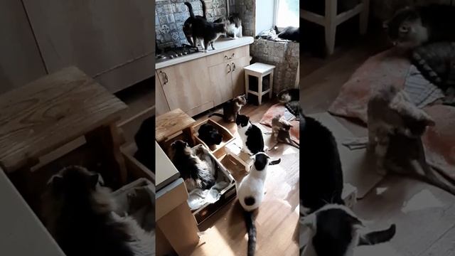 Друзья, Наталья с Азовстальской просит помощи для больных животных.