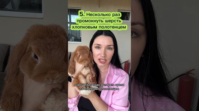 Можно ли мыть кролика?