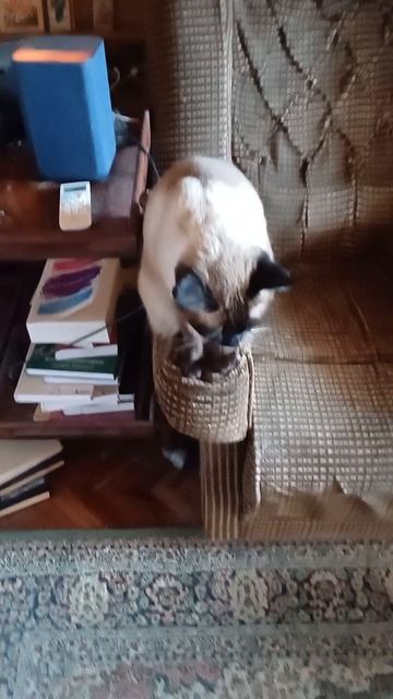 Сиамская кошка