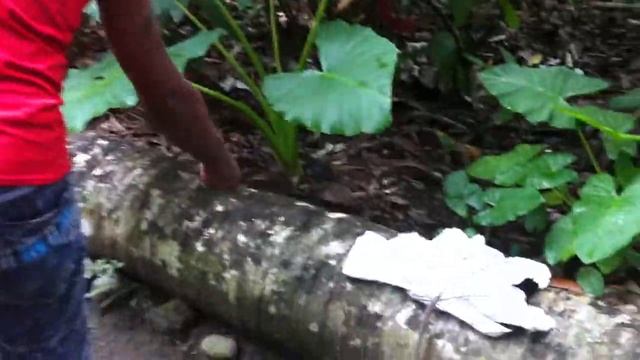 Куба. Баракоа. Шоколадная плантация. Cuba. Baracoa.