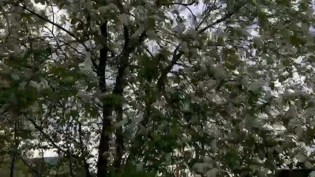Прогулка с собачкой!