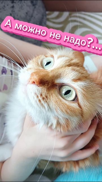 Кошка Муся💖💖💖💖💖
