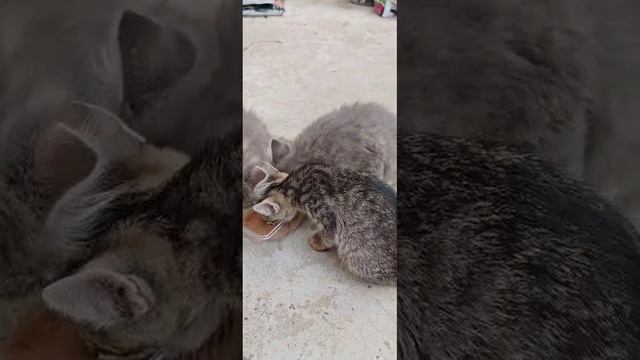он нуждается в новой семье в добрые руки...
