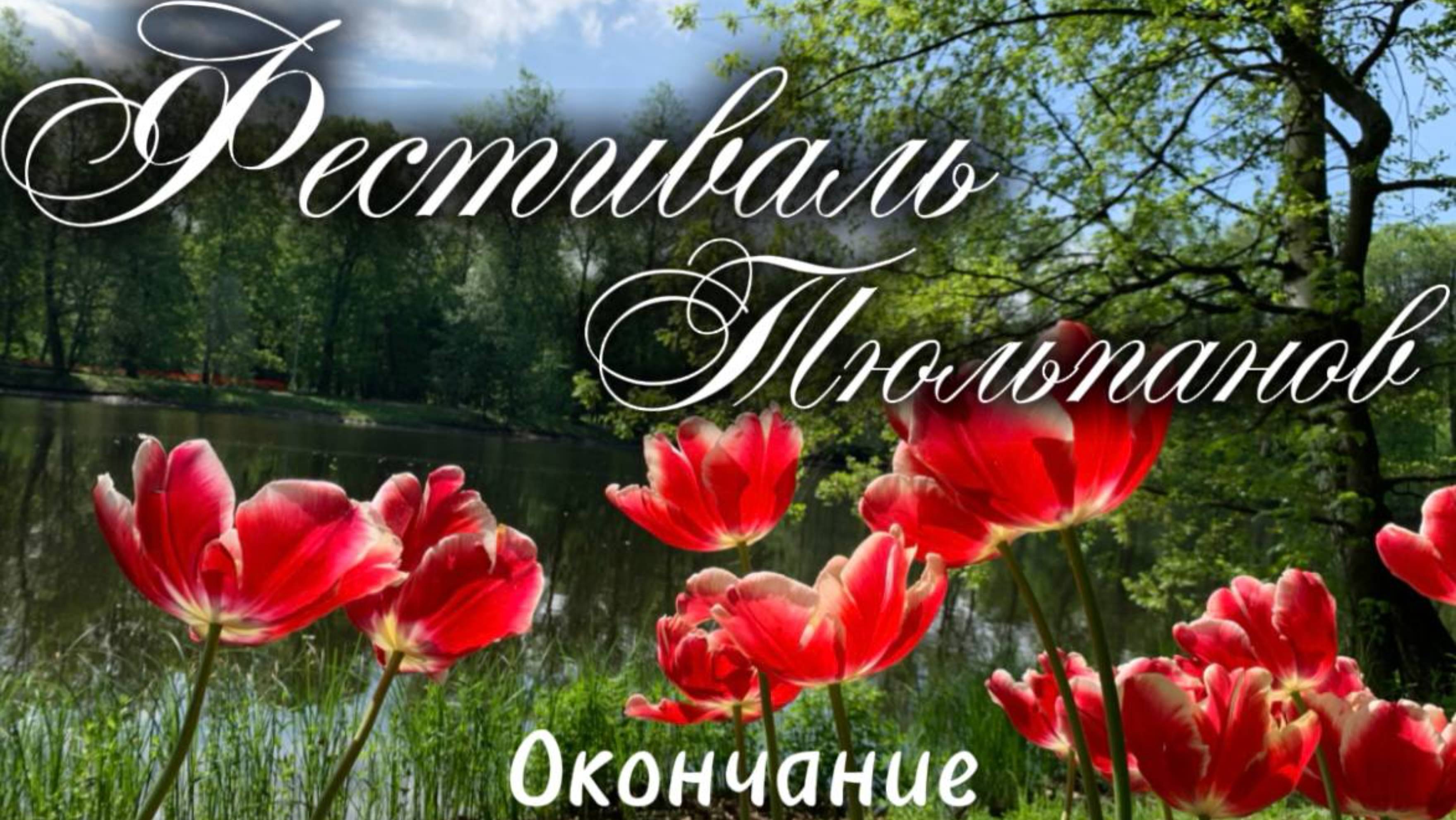 Фестиваль тюльпанов на Елагином острове Санкт-Петербурга. Окончание