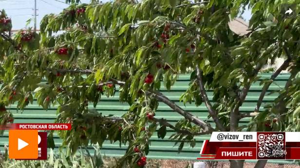 Пенсионер под Ростовом обстрелял из пневматики девочек, обиравших его черешню