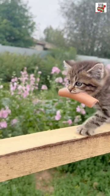 Под крышей дома твоего 🌞😻❤️🐶🏡
