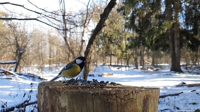 ПТИЧКИ на кормёжке