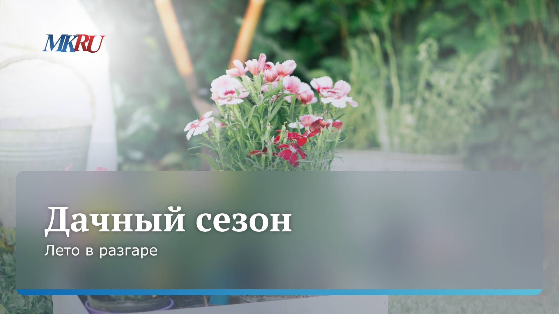 Садовод рассказал, как можно спасти розу после заморозков