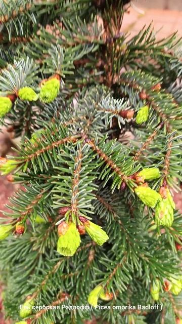 Ель сербская Редлоф
 ( Picea omorika Redloff ).